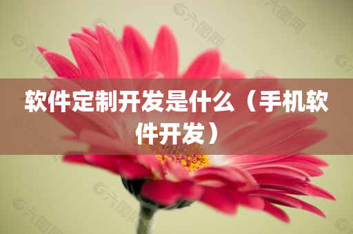 软件定制开发是什么（手机软件开发）