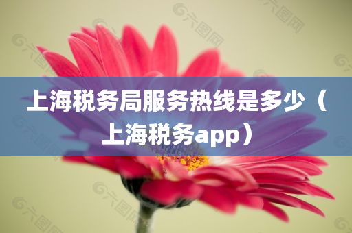 上海税务局服务热线是多少（上海税务app）